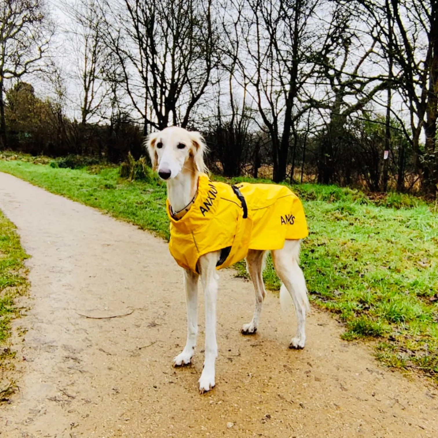 ANXIOUS DOG YELLOW LIGHTWEIGHT RAINCOAT (Extra Large)