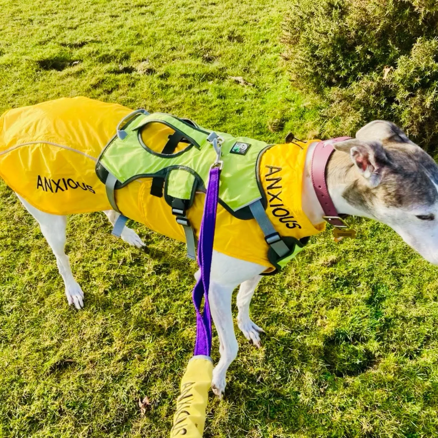 ANXIOUS DOG YELLOW LIGHTWEIGHT RAINCOAT (Extra Large)