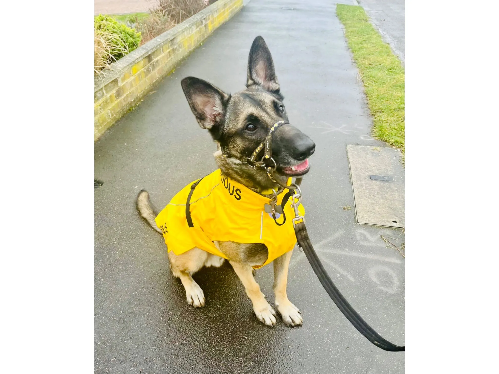 ANXIOUS DOG YELLOW LIGHTWEIGHT RAINCOAT (Extra Large)