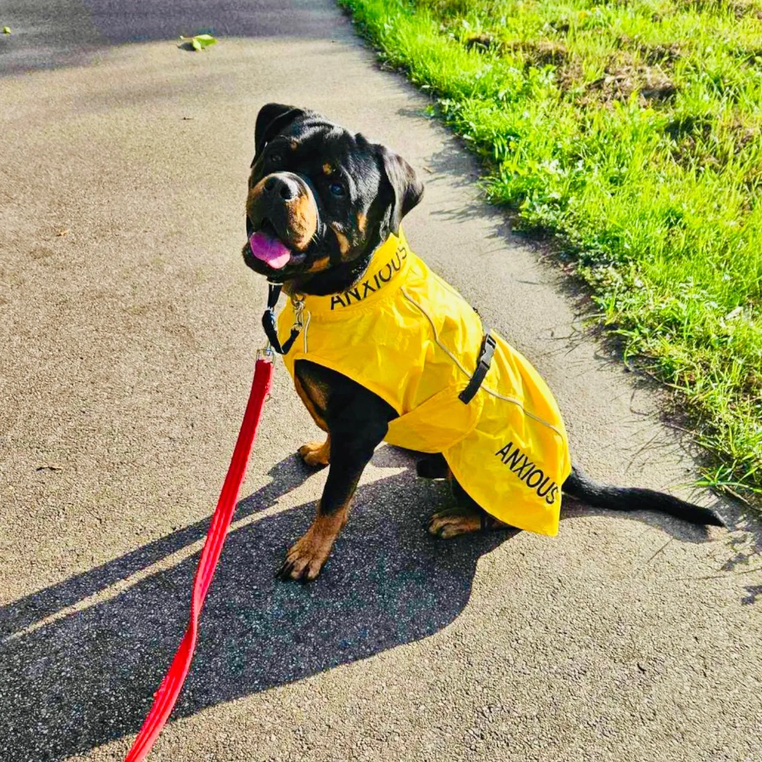 ANXIOUS DOG YELLOW LIGHTWEIGHT RAINCOAT (Extra Large)