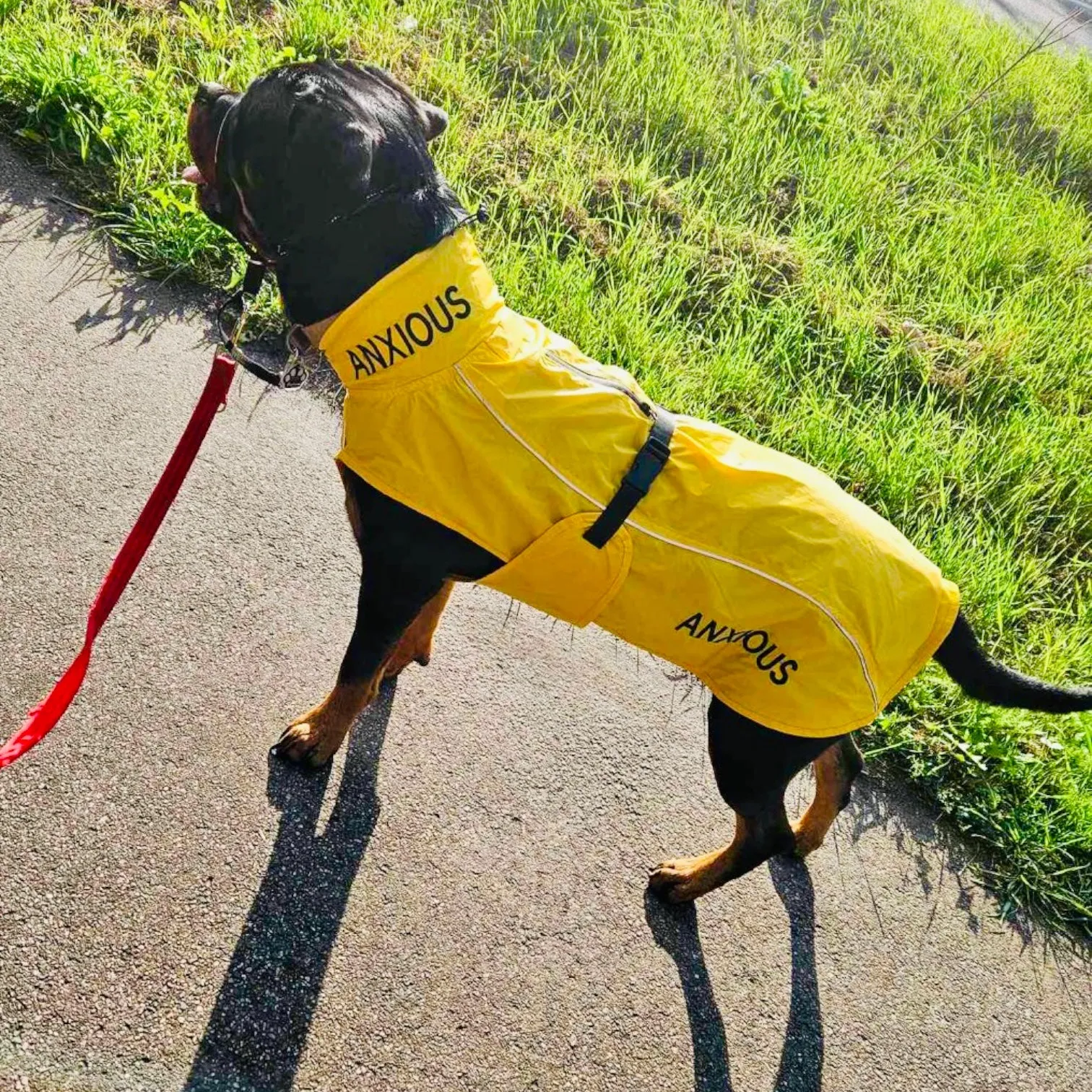 ANXIOUS DOG YELLOW LIGHTWEIGHT RAINCOAT (Extra Large)