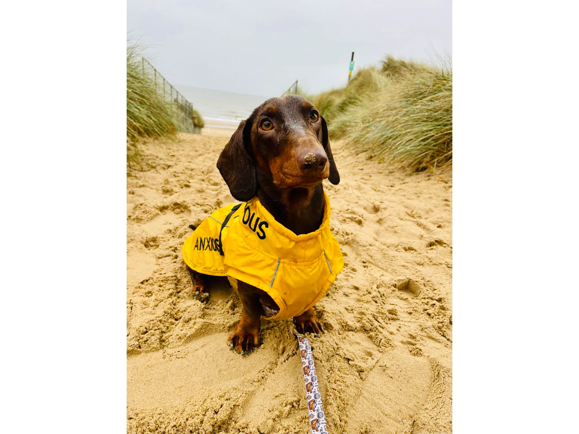 ANXIOUS DOG YELLOW LIGHTWEIGHT RAINCOAT (Medium - Extra Slim)