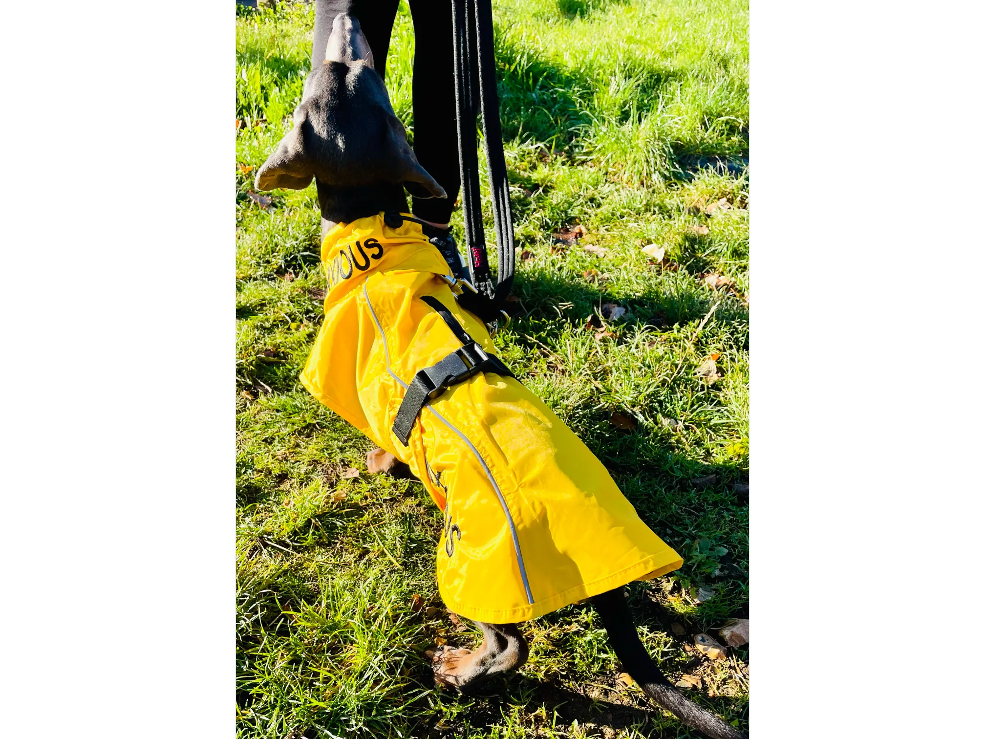 ANXIOUS DOG YELLOW LIGHTWEIGHT RAINCOAT (Medium - Extra Slim)