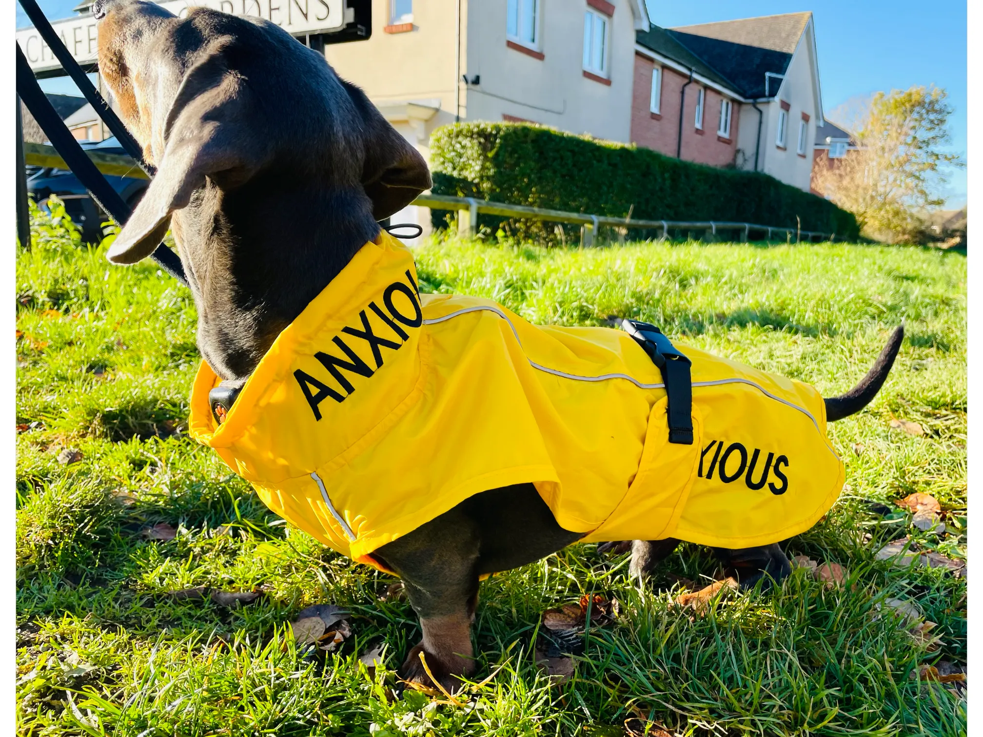 ANXIOUS DOG YELLOW LIGHTWEIGHT RAINCOAT (Medium - Extra Slim)