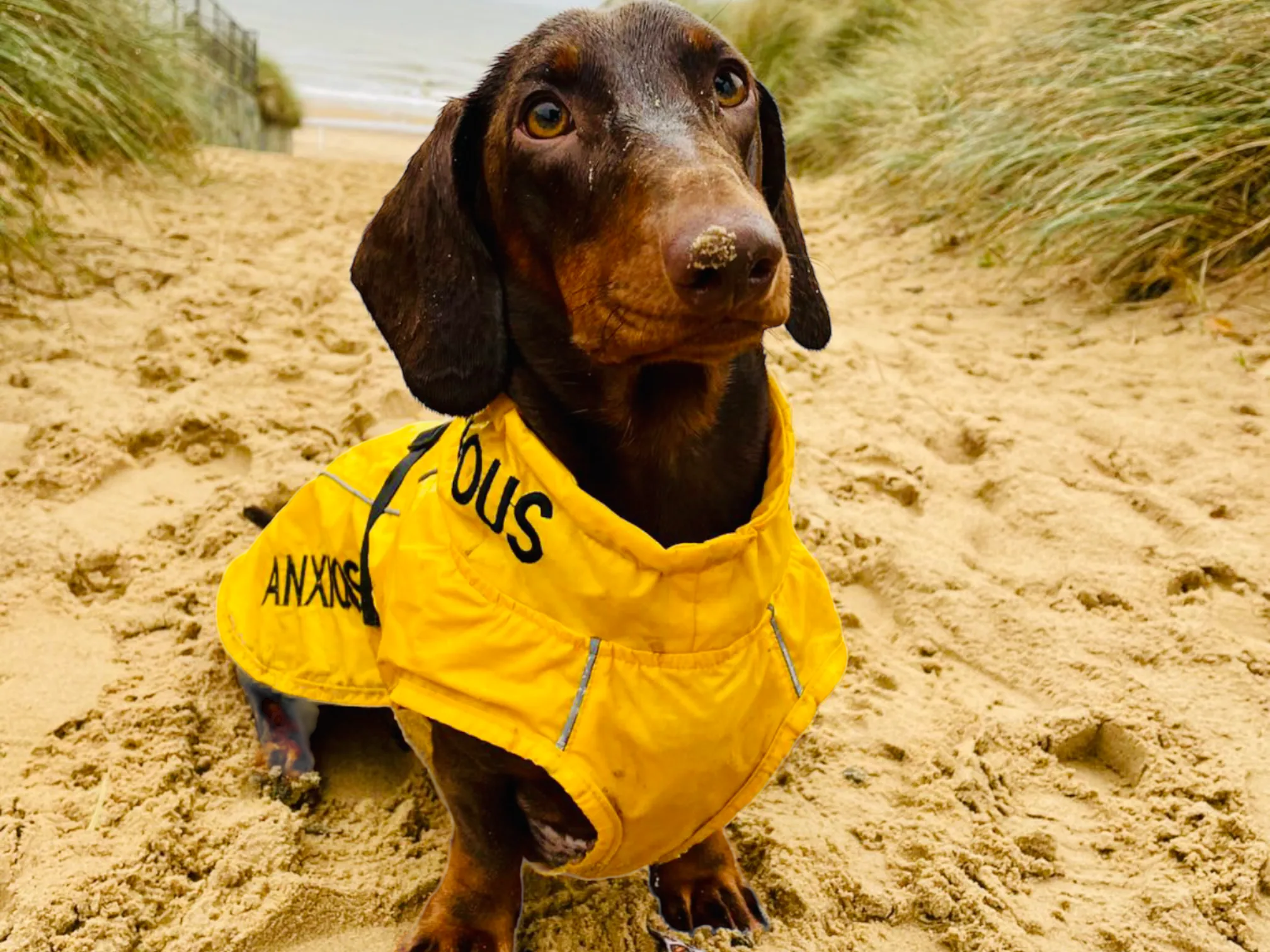 ANXIOUS DOG YELLOW LIGHTWEIGHT RAINCOAT (Medium)