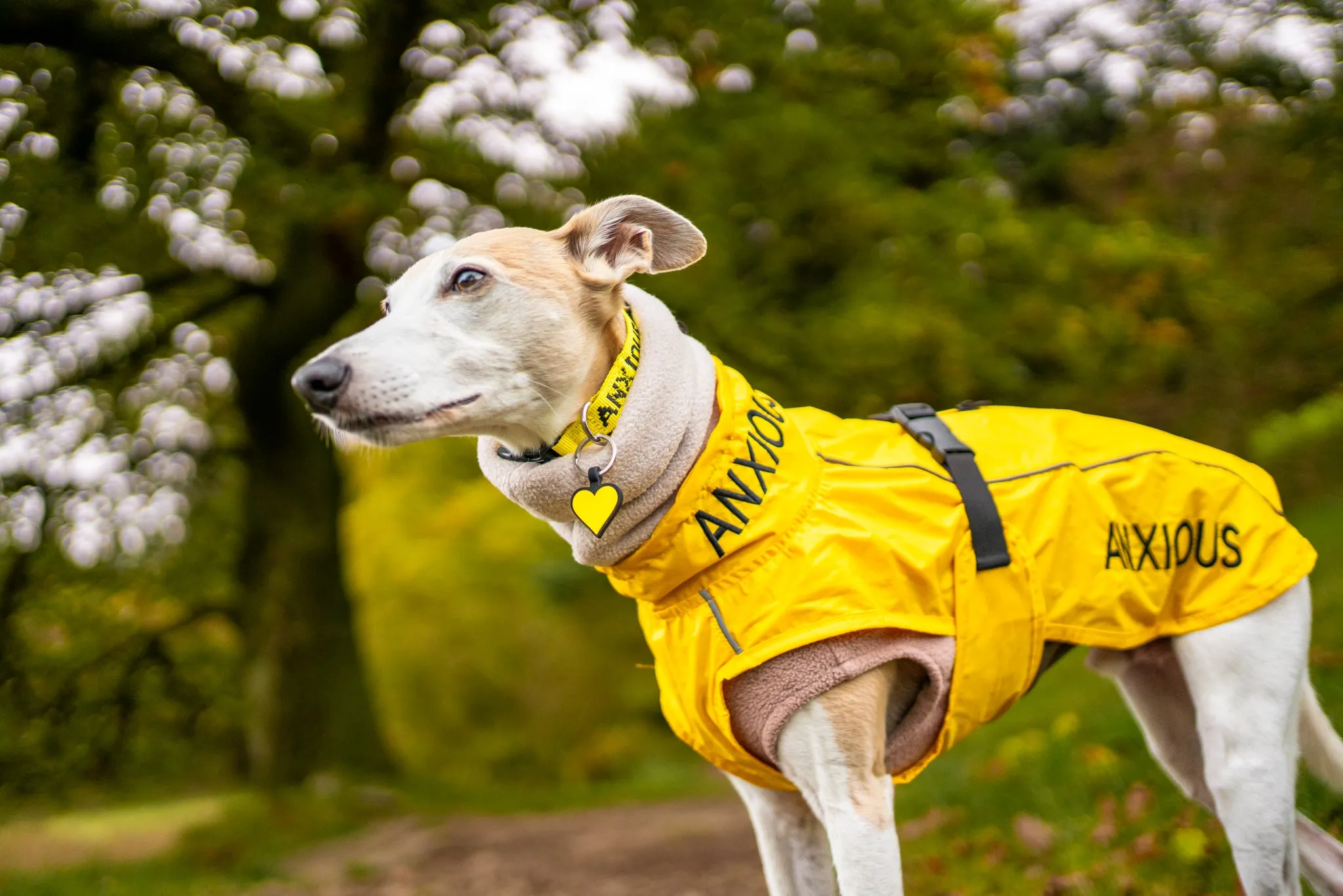 ANXIOUS DOG YELLOW LIGHTWEIGHT RAINCOAT (Medium)