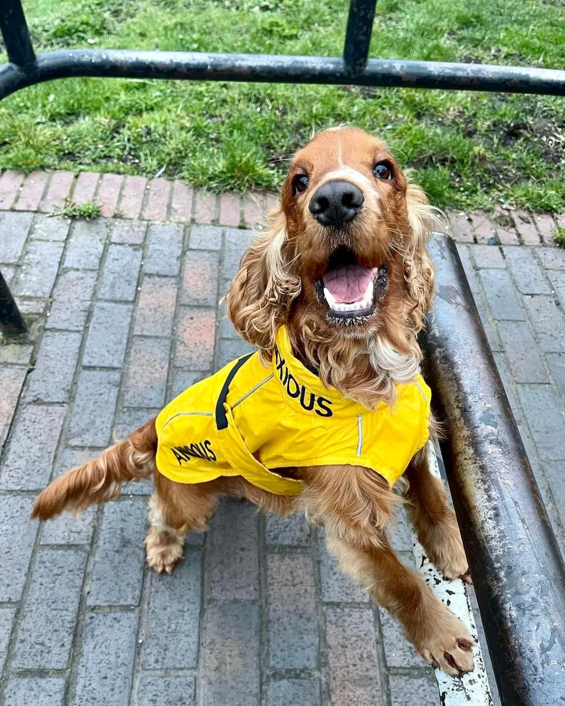 ANXIOUS DOG YELLOW LIGHTWEIGHT RAINCOAT (Medium)