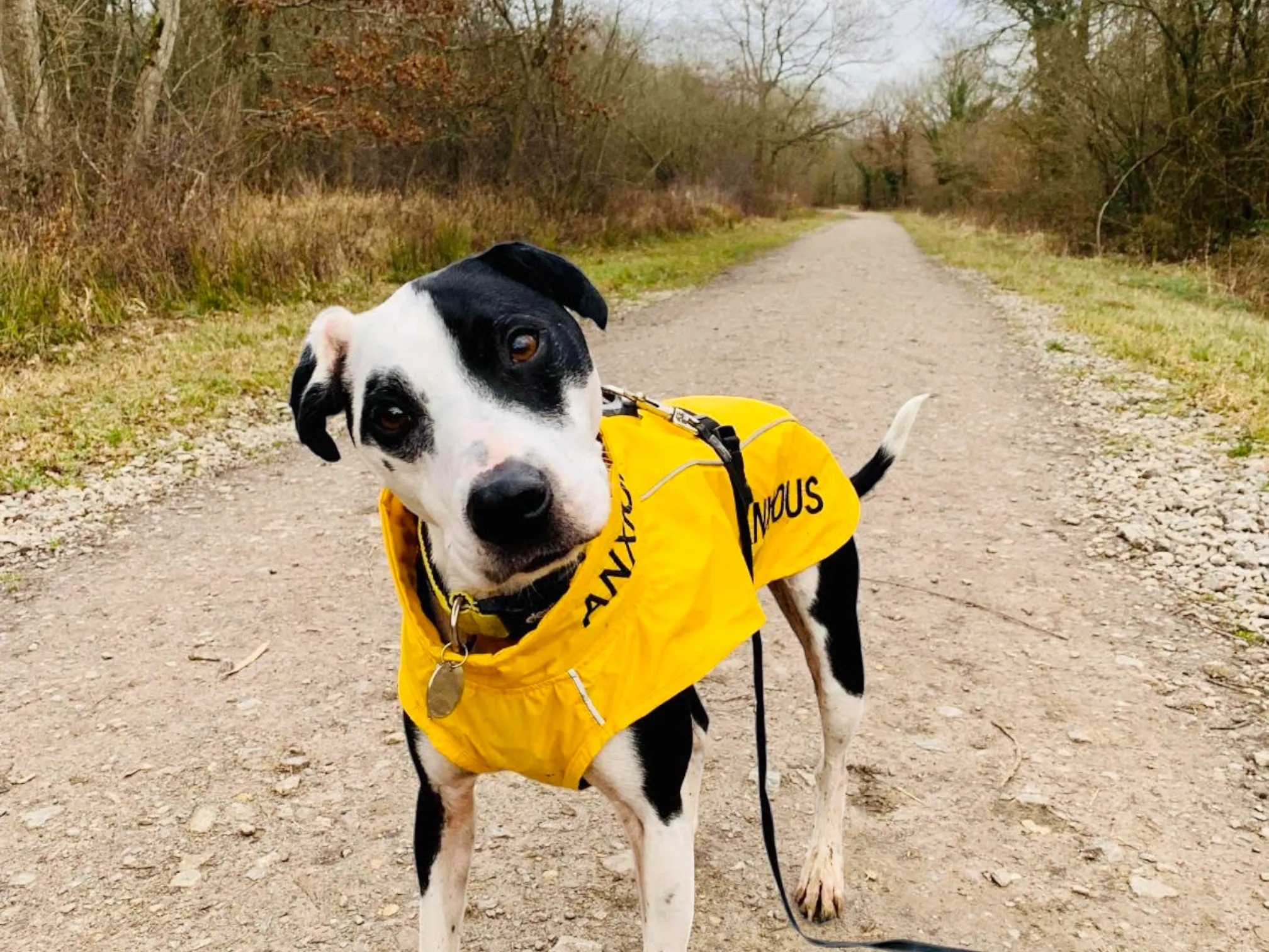 ANXIOUS DOG YELLOW LIGHTWEIGHT RAINCOAT (Medium)