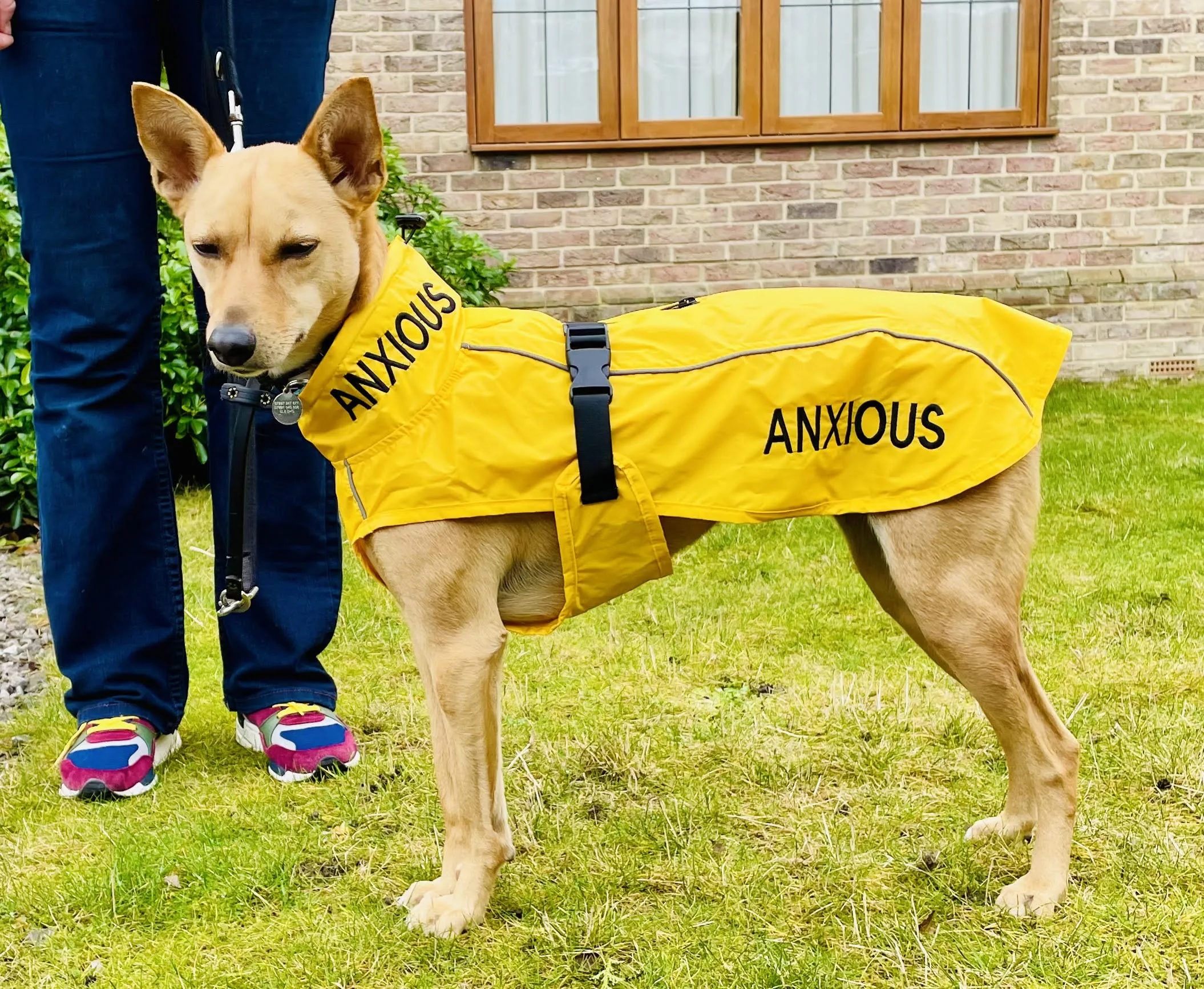 ANXIOUS DOG YELLOW LIGHTWEIGHT RAINCOAT (Medium)