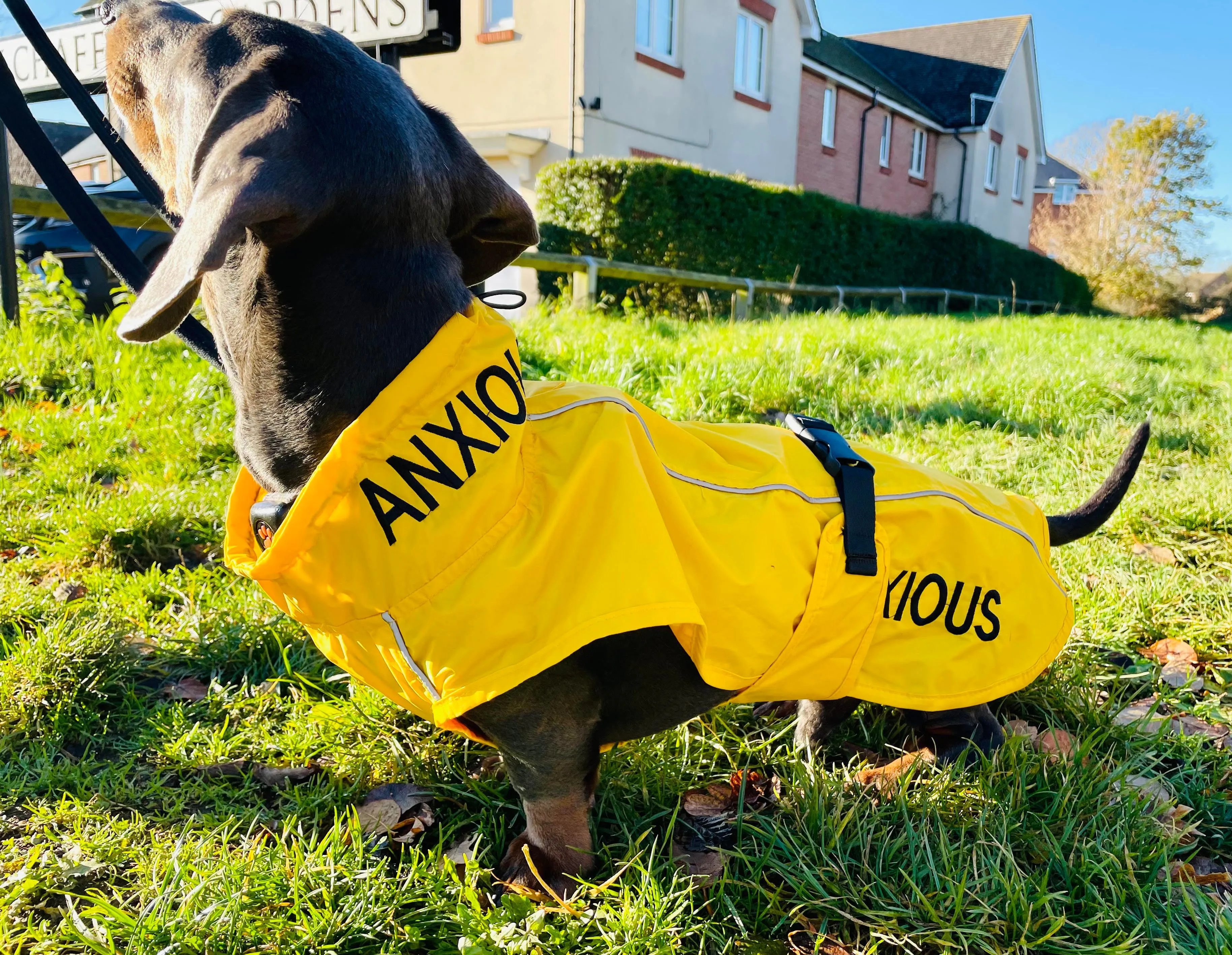 ANXIOUS DOG YELLOW LIGHTWEIGHT RAINCOAT (Medium)