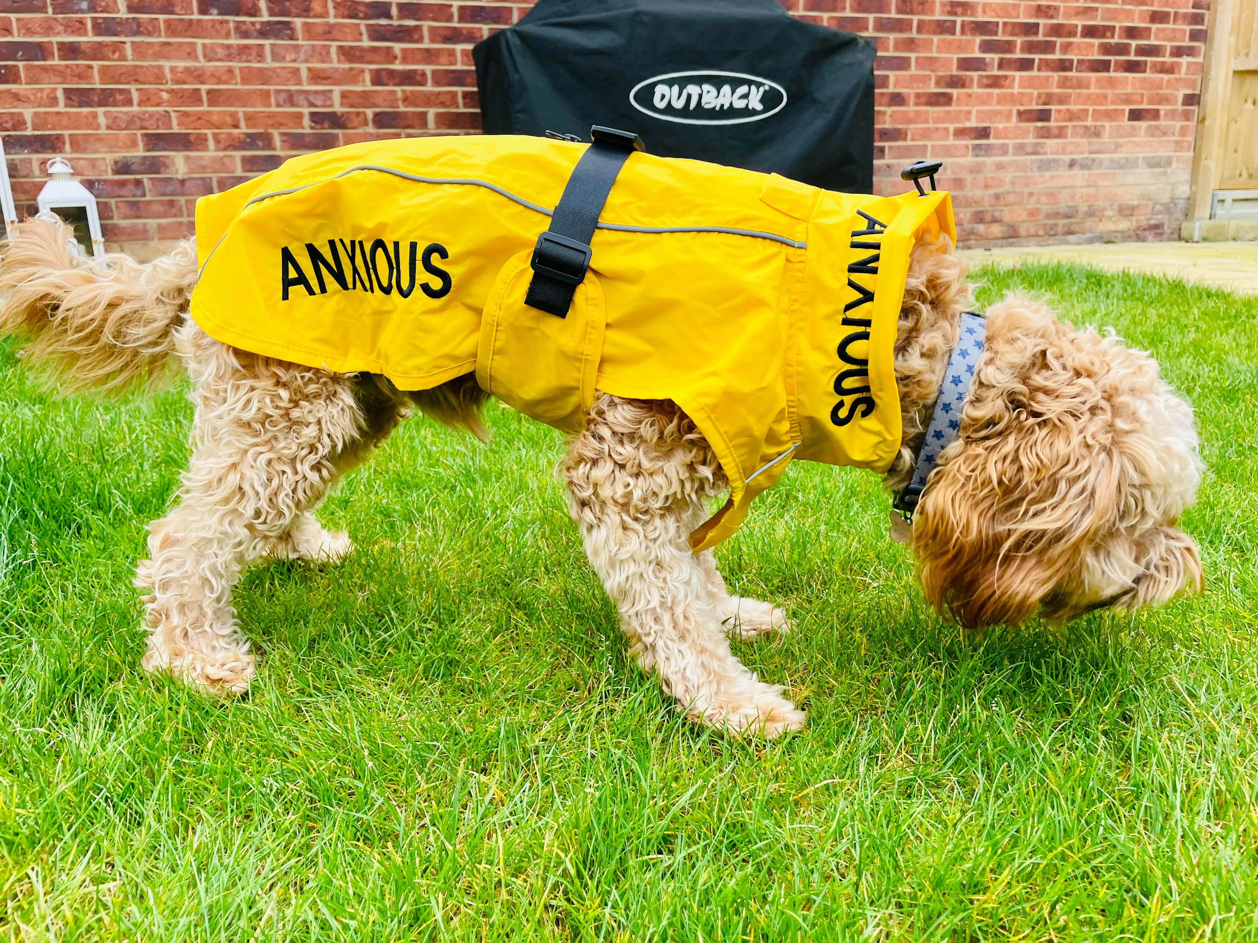 ANXIOUS DOG YELLOW LIGHTWEIGHT RAINCOAT (Medium)