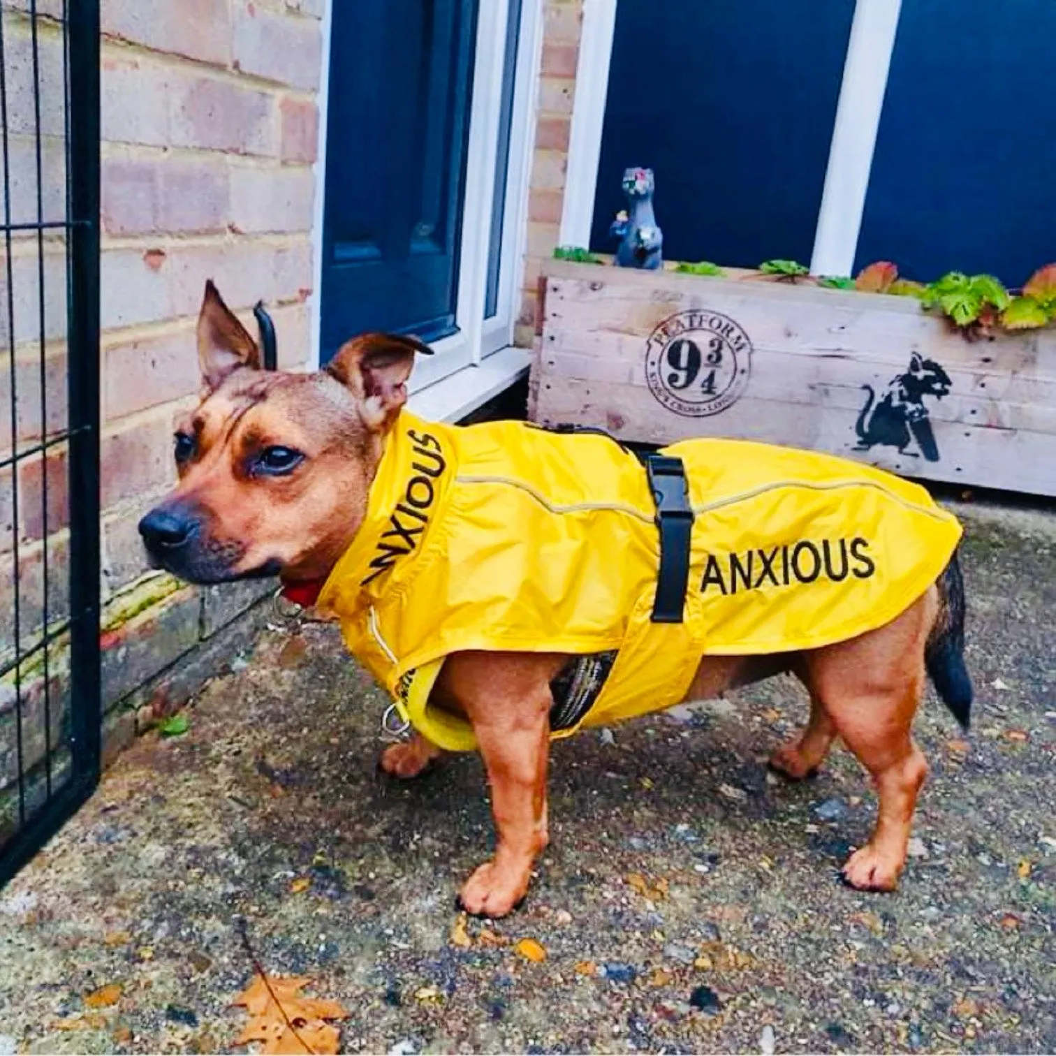 ANXIOUS DOG YELLOW LIGHTWEIGHT RAINCOAT (Medium)