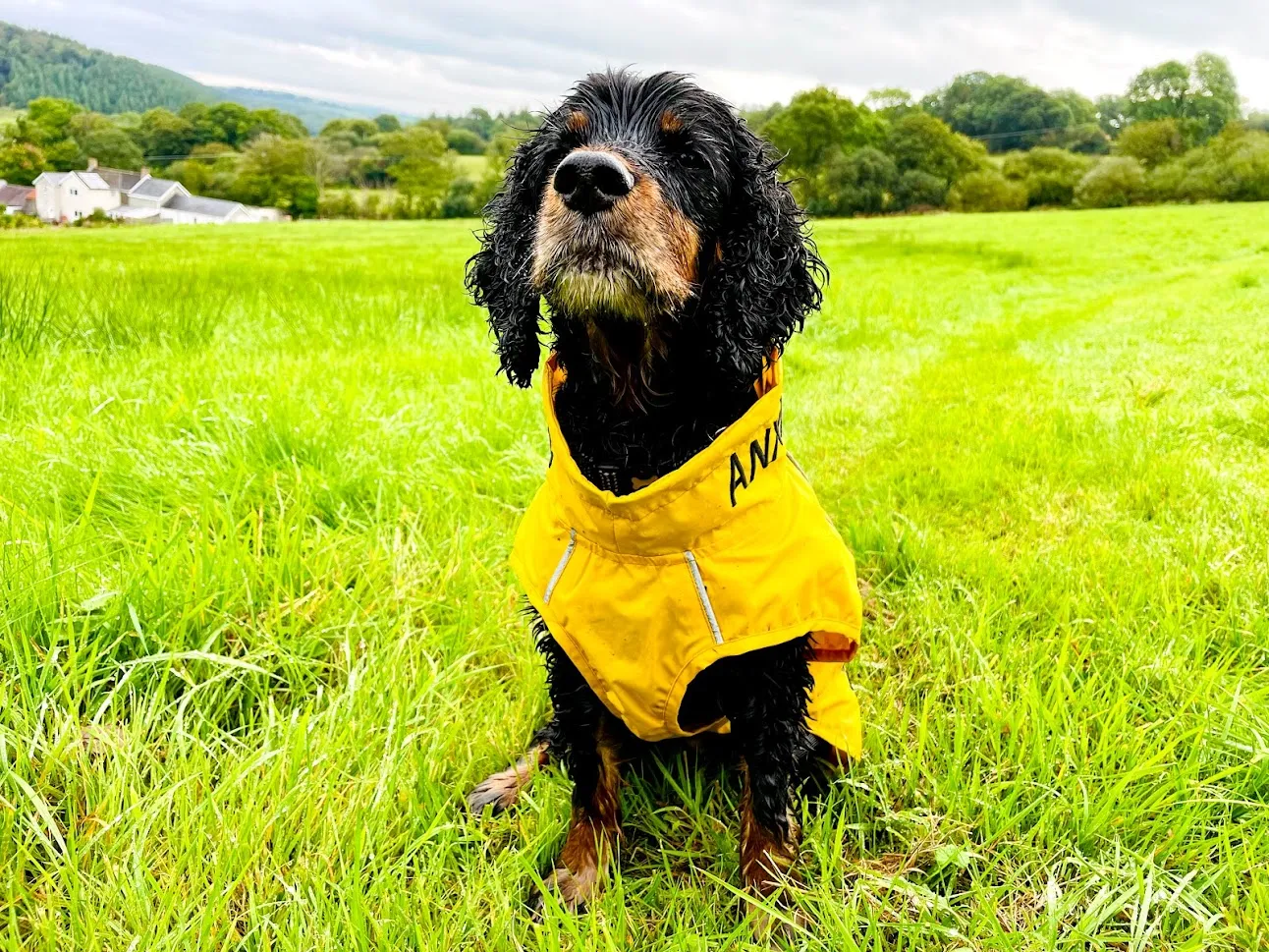 ANXIOUS DOG YELLOW LIGHTWEIGHT RAINCOAT (Medium)