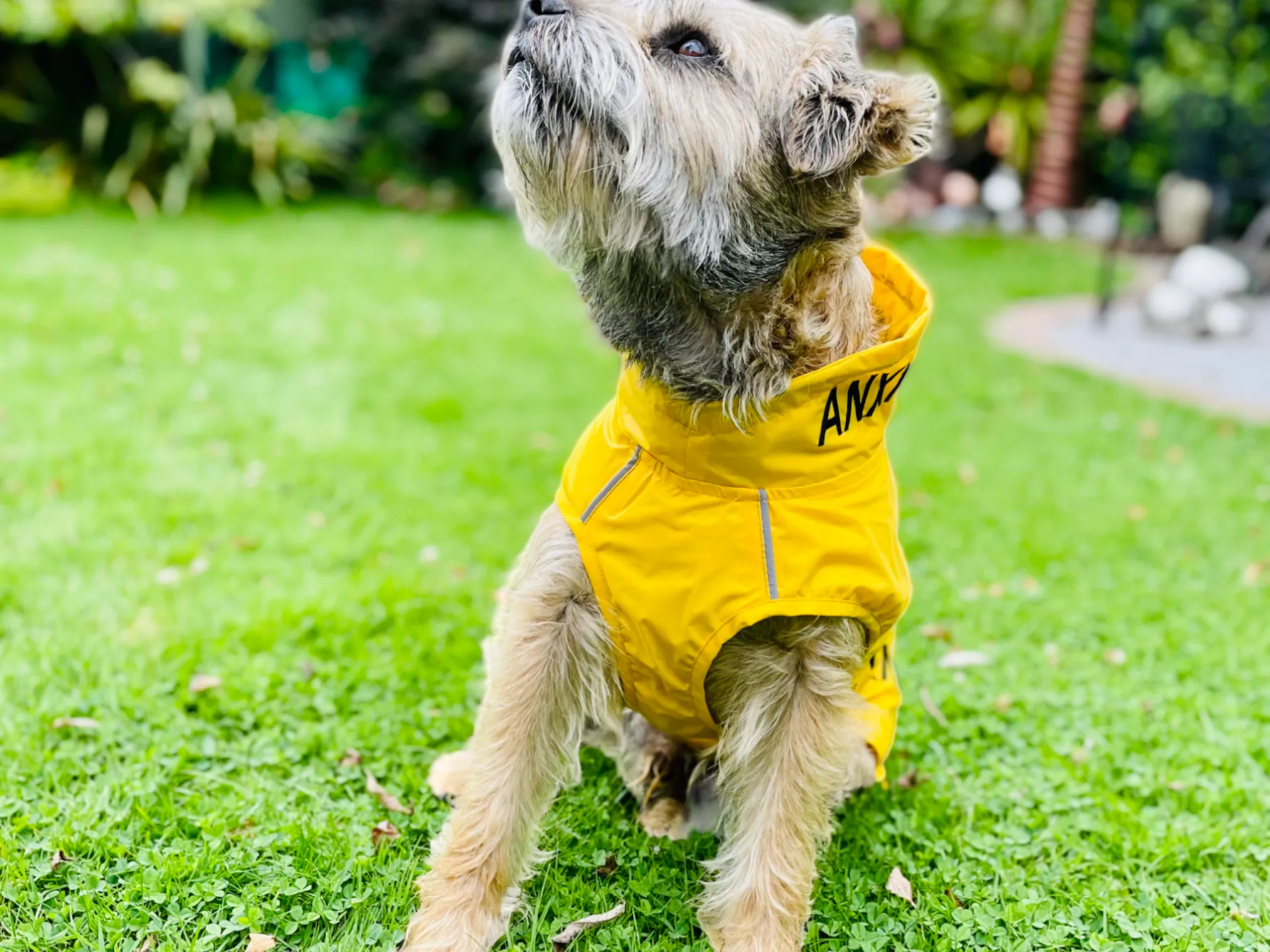 ANXIOUS DOG YELLOW LIGHTWEIGHT RAINCOAT (Medium)