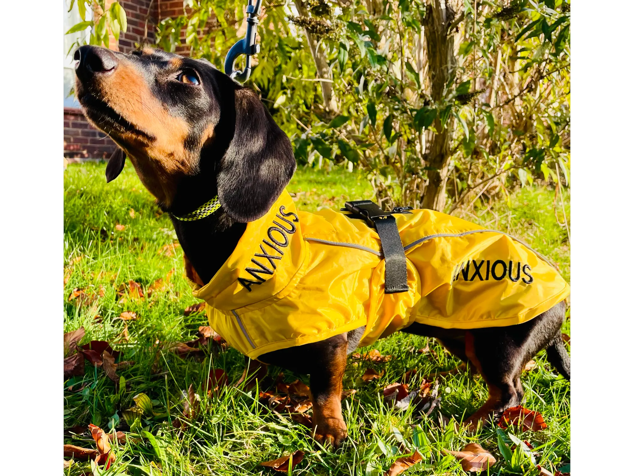 ANXIOUS DOG YELLOW LIGHTWEIGHT RAINCOAT (Small - Extra Slim)