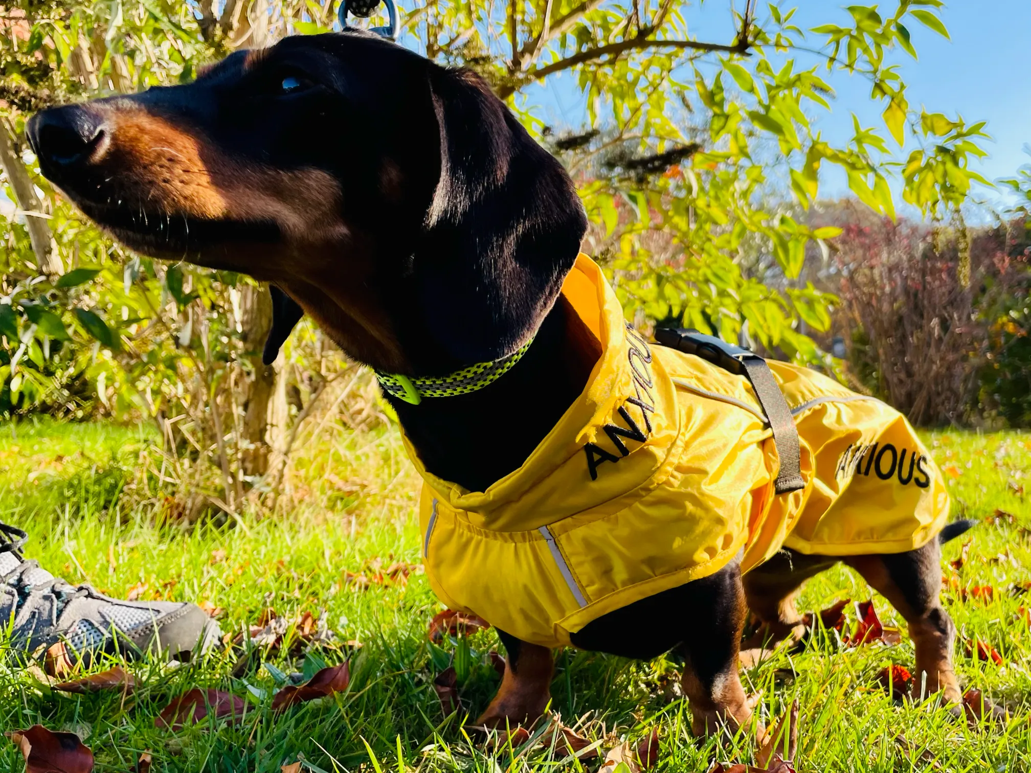 ANXIOUS DOG YELLOW LIGHTWEIGHT RAINCOAT (Small - Extra Slim)