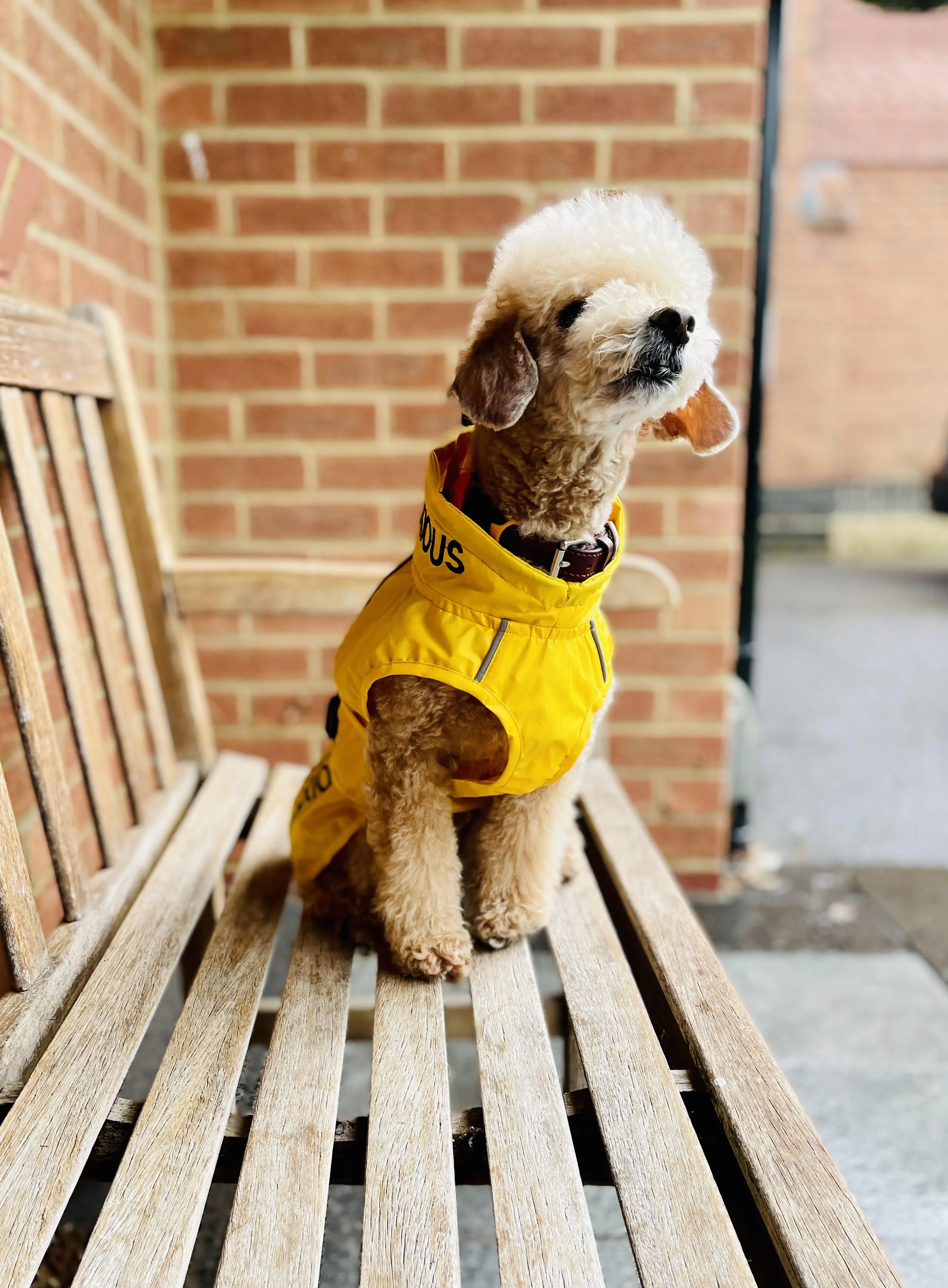 ANXIOUS DOG YELLOW LIGHTWEIGHT RAINCOAT (Small - Slim)