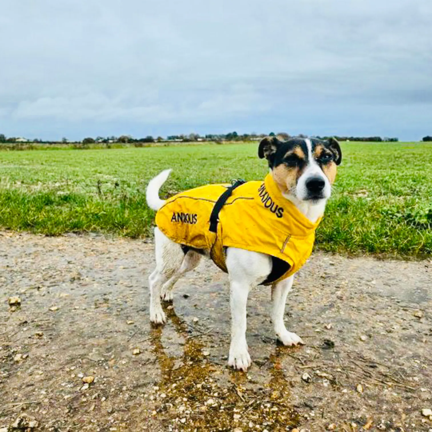 ANXIOUS DOG YELLOW LIGHTWEIGHT RAINCOAT (Small - Slim)