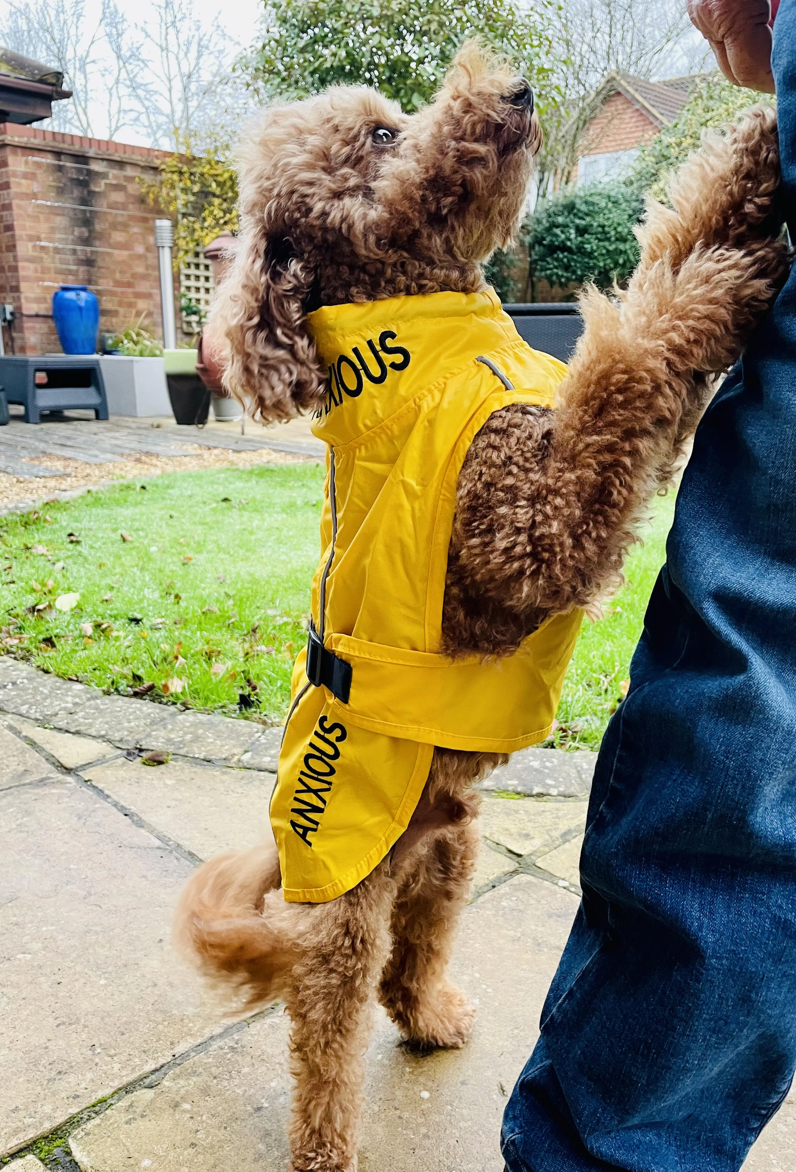 ANXIOUS DOG YELLOW LIGHTWEIGHT RAINCOAT (Small - Slim)