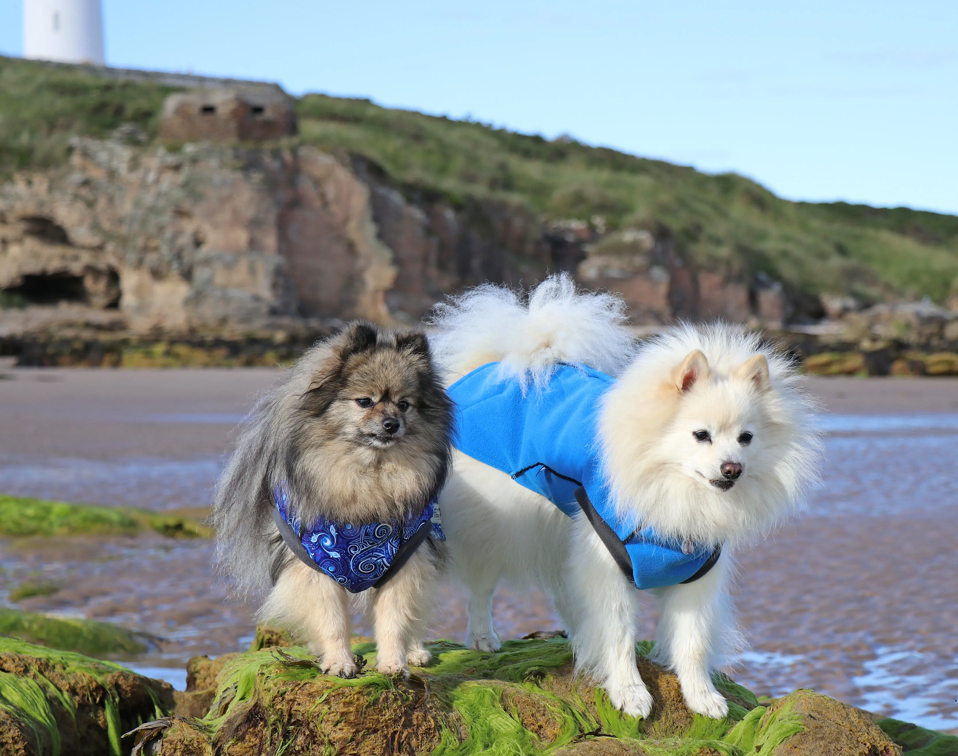 Cobalt Blue Double layer Waterproof Microfleece McTog Dog Jumper