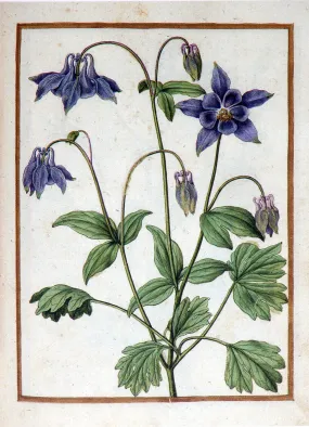 Jacques le Moyne de Morgues (French, ca. 1533-1588), Wild Columbine